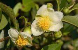 Camelia Sinensis Ingredient